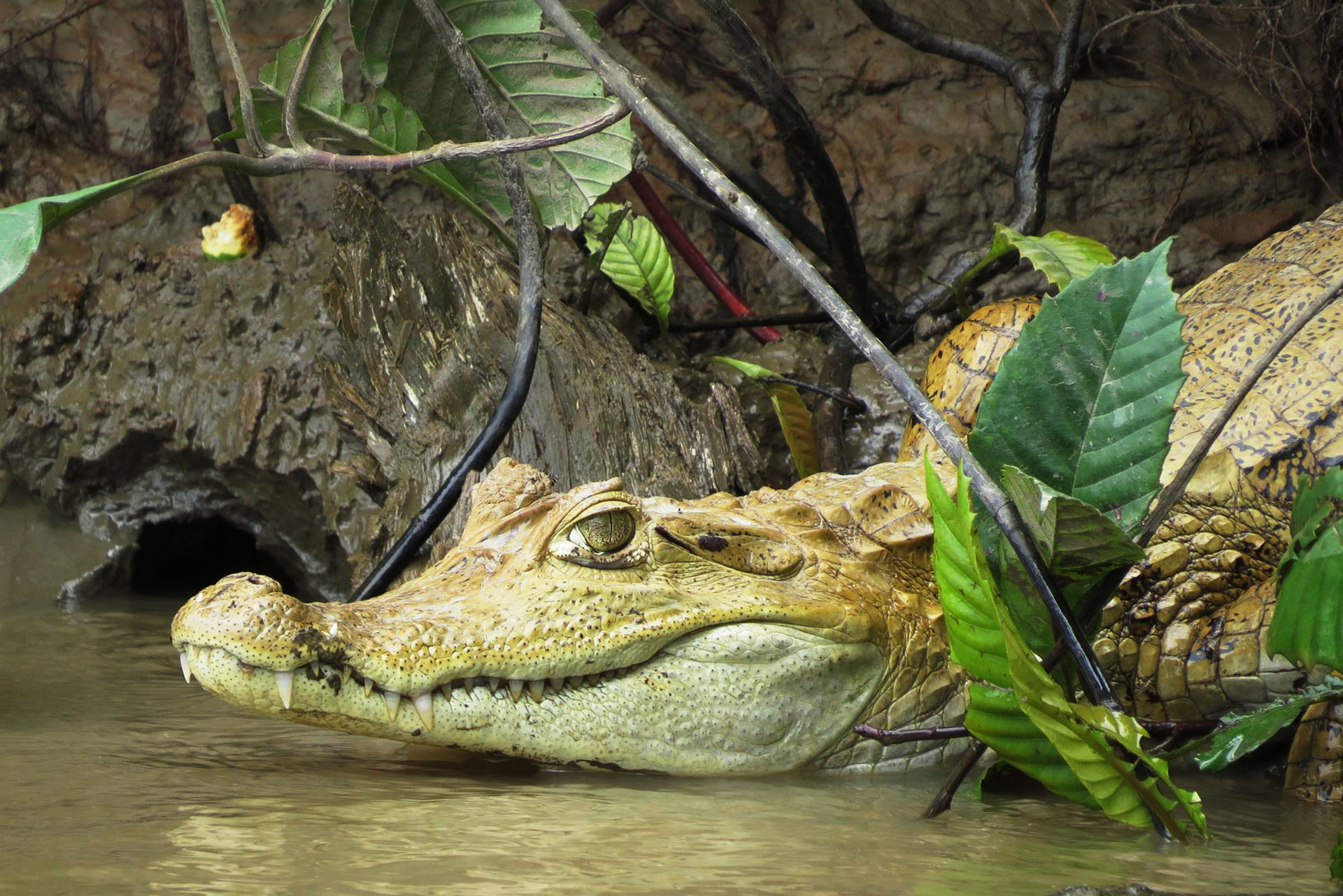 Tour Caiman - Corto Maltes Amazonía Peru - Lodge