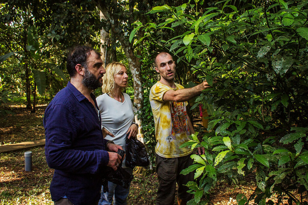 Ayahuasca