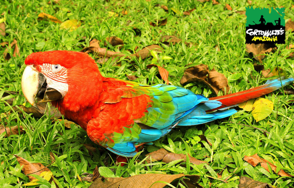 Corto Maltes Amazonía - Lodge